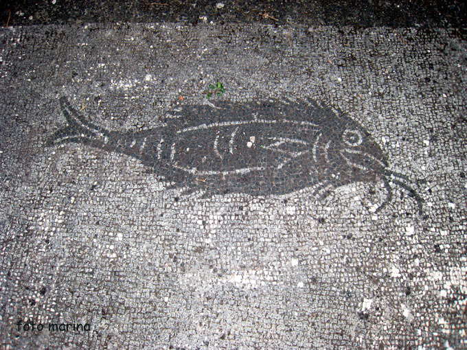 Arte e biologia marina.